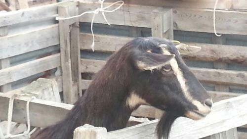 Agroturismo La Collina Degli Allori