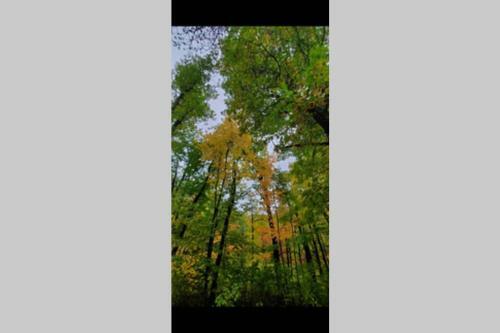 Peaceful Wooded Getaway - Near Mille Lacs