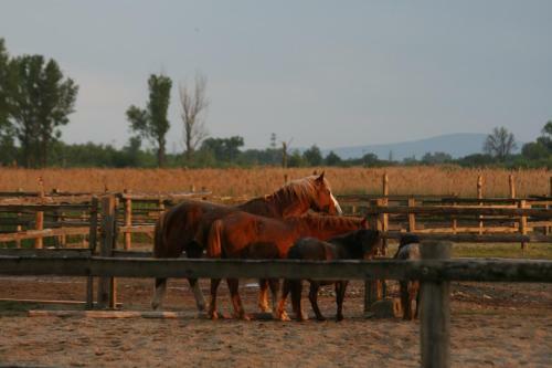 Hostal Banarka - Penzion, Camping, Caravan Park, Enduro