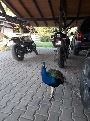 Hostal Banarka - Penzion, Camping, Caravan Park, Enduro