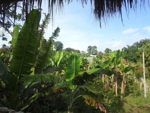 Bed & Breakfast Casa Bambu 75m2