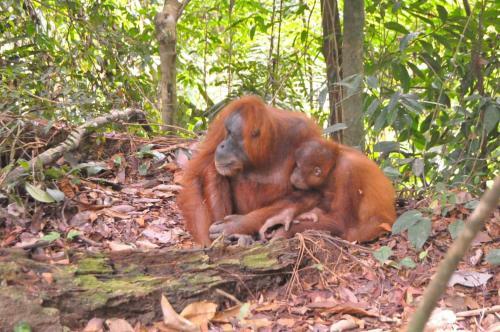 Bukit Lawang Glamping & Jungle Trekking