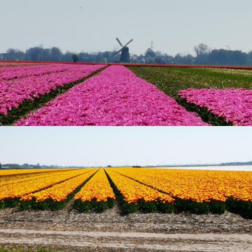 Bed & Breakfast Prins Hendrik