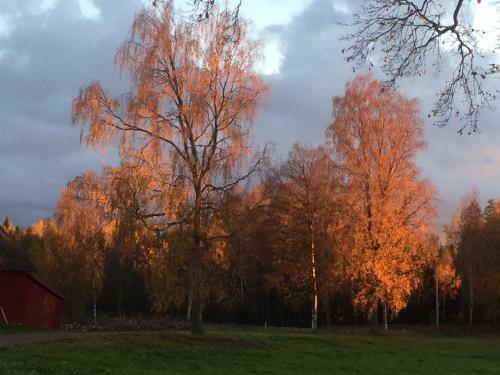 Brog�rd - G�rdlejlighed