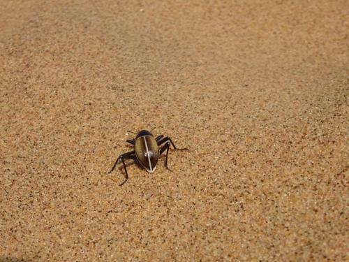 Apartamento Marula Cottage