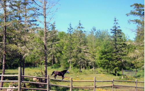 Agroturismo Nisqually Highland Ranch!