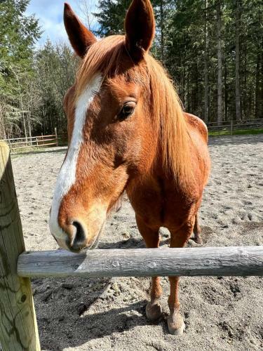 Agroturismo Nisqually Highland Ranch!