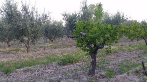 Hospedaje Finca La Siciliana