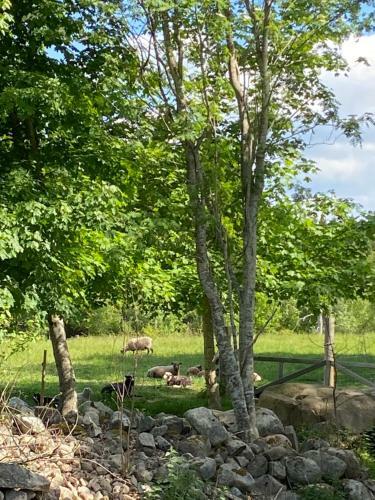 Villa Hus P� Landet I S�dra Kronoberg