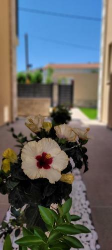 Splendid Villas And Family Resort