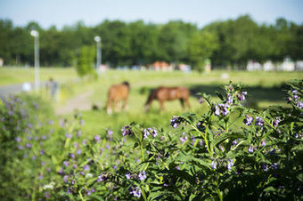 Best Western Hotel Odense