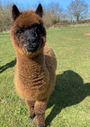 Vue Du Chateau A La Petite Ferme D'alpacas