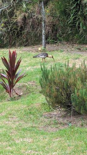 Apartamento Bird Paradise