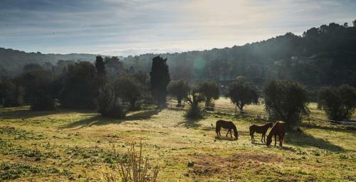 Agroturismo Villa Oliva