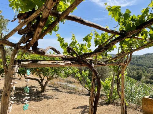 Finca Can Toni Den Real