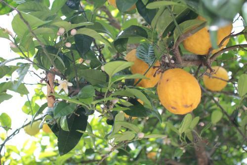 Agroturismo Quinta Casa Da Fonte