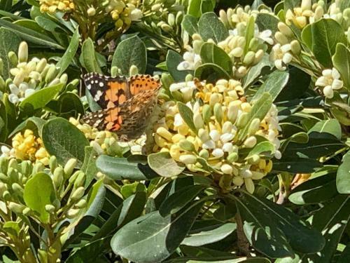 Apartamento Jamaica