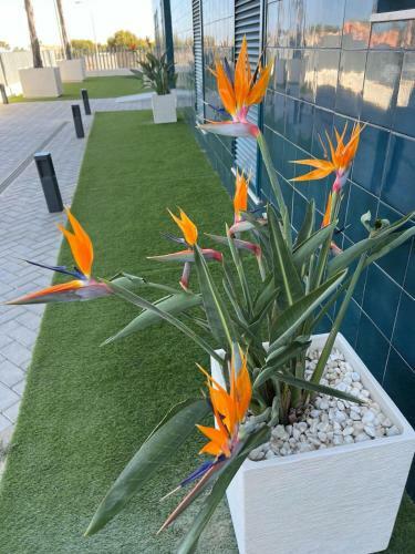 Apartamento Palmview Poolside Heaven In Turquesa Del Mar