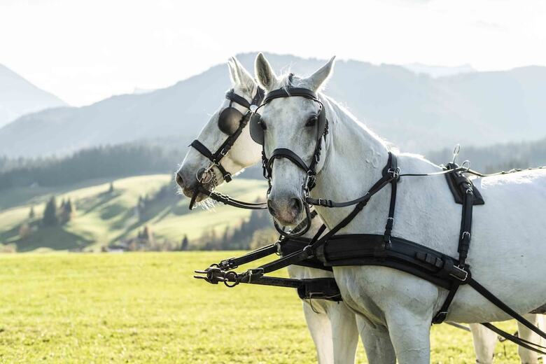 Posthotel Achenkirch Resort And Spa - Adults Only