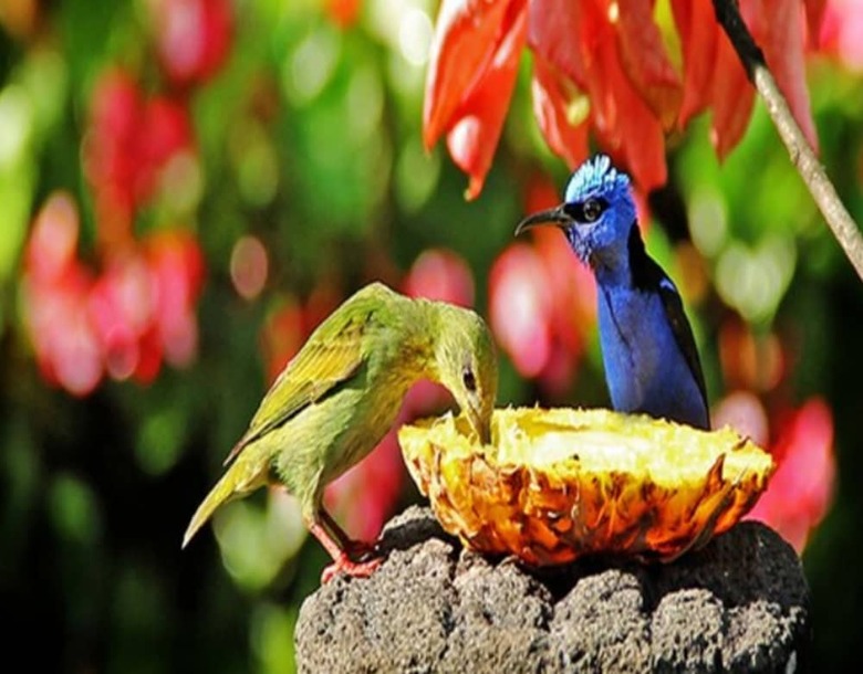 Bed & Breakfast Boquete Garden Inn Hotel