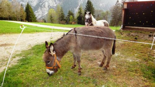 Agroturismo Ferienhof Gindl