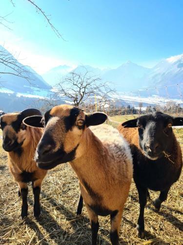 Posada Hotel & Alpengasthof Pinzgerhof