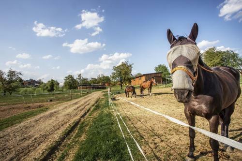 Agroturismo Hotel Horse Riding