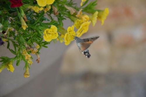 Bed & Breakfast La Dentelli�re