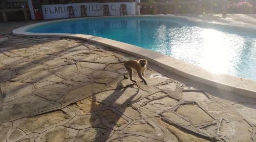 Hotel Flamingo Villas Club