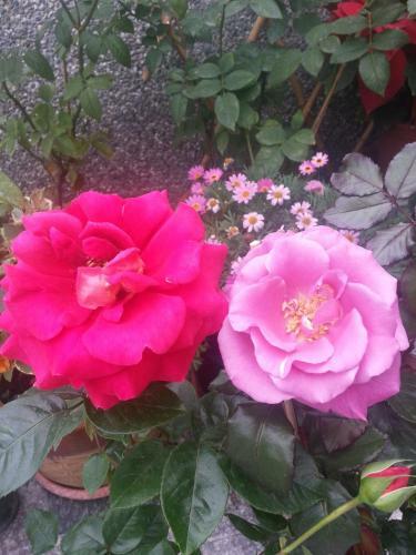 Bed & Breakfast Garden Rose Homestay