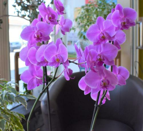 Hotel Le Passiflore