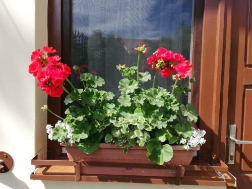 Hostal Gy�ngyszem Vend�gh�z