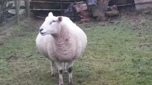 Bed & Breakfast Greenbank Farmhouse
