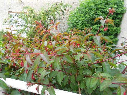 Bed & Breakfast Ferme Manoir La Fiere