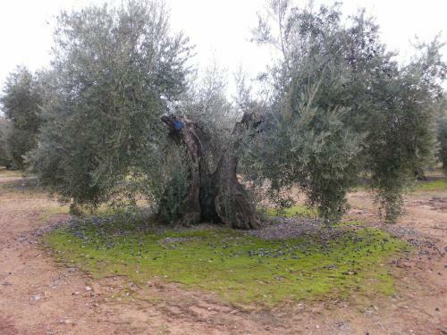 Agroturismo Cortijo Molino San Juan