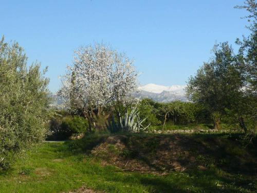 Agroturismo Cortijo Algabia