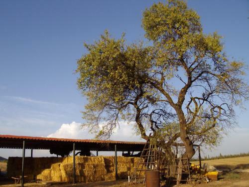 Agroturismo Cortijo Ferradores
