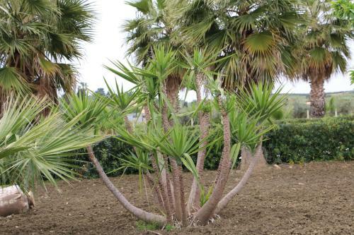 Agroturismo Villa Delle Palme Delfina