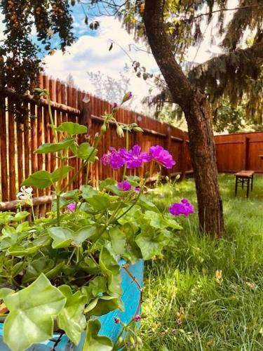 Hostal Pensiunea Oppidum
