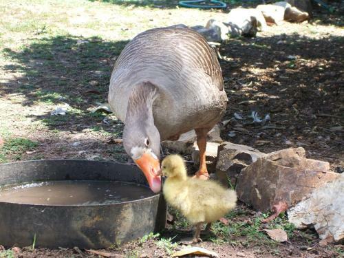 Agroturismo Bungadoo Country Cottage