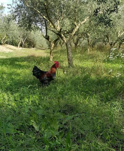 Agroturismo Casa Riz