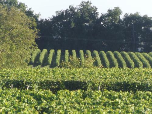 Gite Du Vignoble Car�me