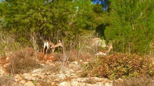 Hostal Tur Sinai Organic Farm Resort