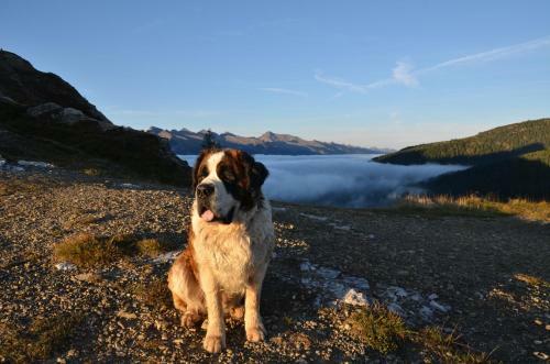Bed & Breakfast Rifugio Capanna Passo Valles