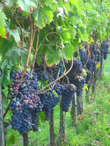 Agroturismo Agriturismo Villani Poderi Nesti & Cupoli
