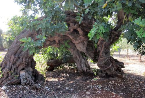 Agroturismo Masseria Don Sante