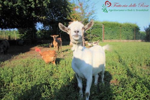 Agroturismo Fattoria Delle Rose