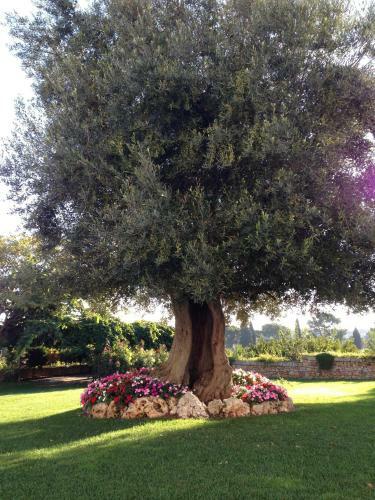 Hotel Masseria Torre Catena Resort & Restaurant
