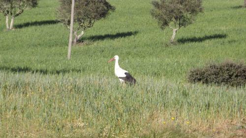 Casa Do Compadre - Casas De Taipa