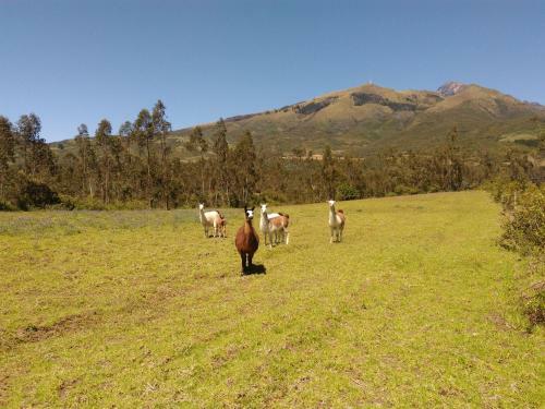 Posada Hacienda San Isidro De Iltaqui